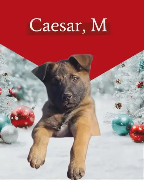 Caesar photo 4
