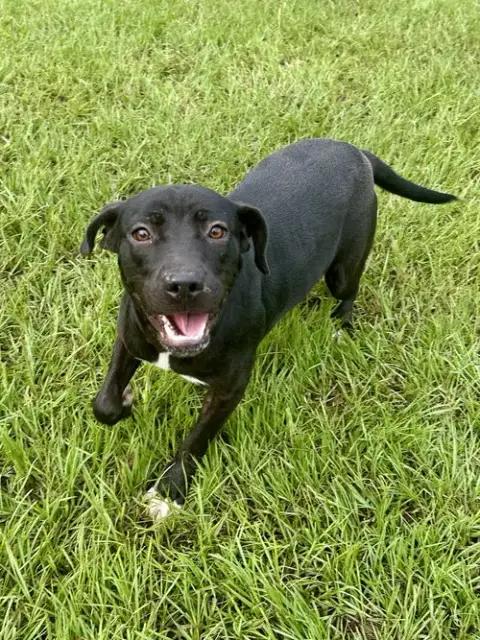 Trixie photo 4