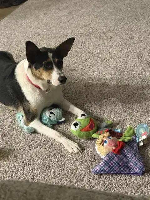 Mochi photo 4