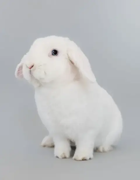 Popcorn photo 3