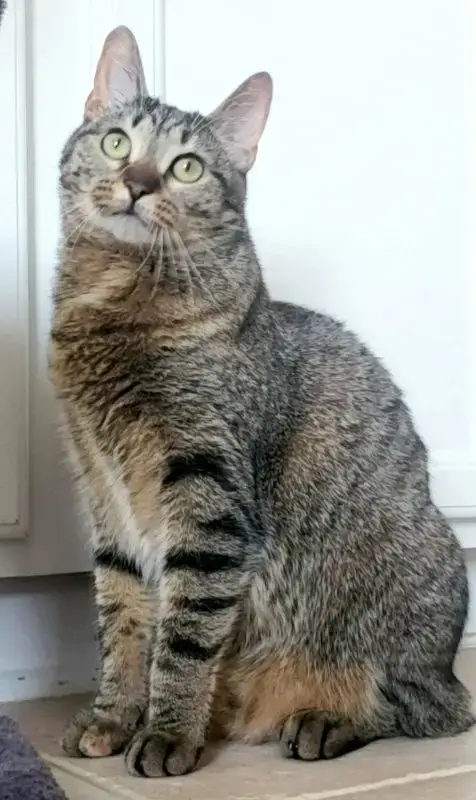 Cleocatra