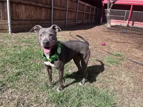 Sadie