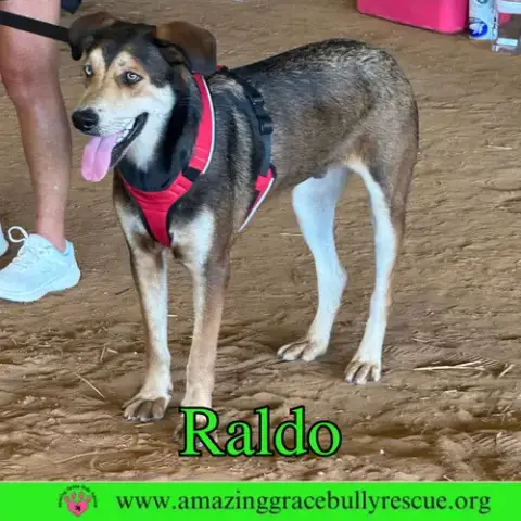 Raldo photo 3