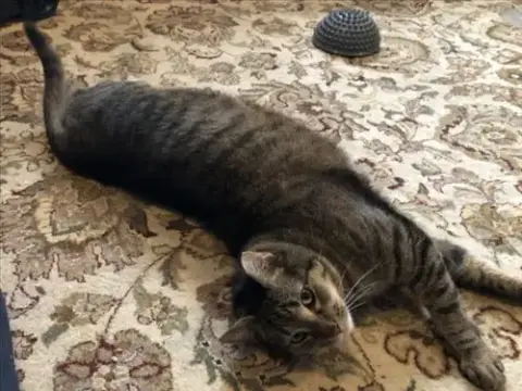 Willow