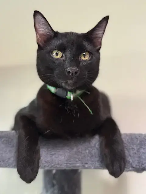 Wasabi