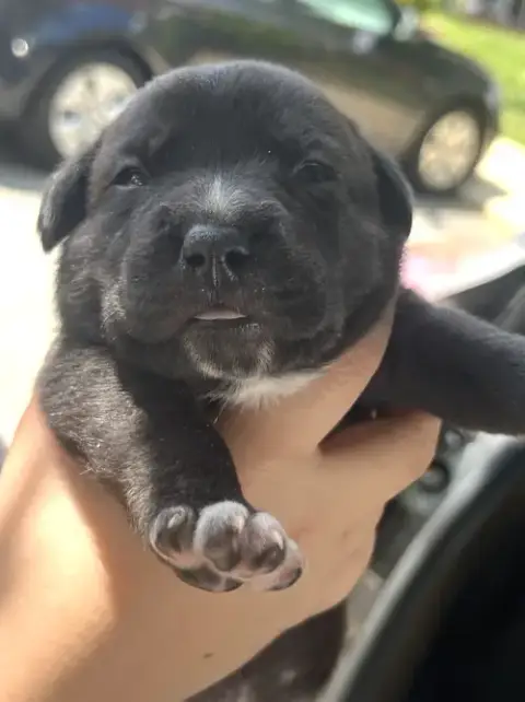 Momma Iris' Litter: Sweet Potato photo 3