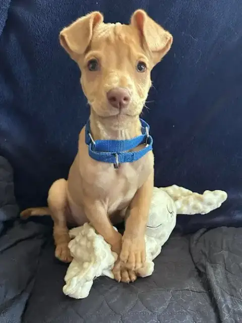 Peanut photo 2