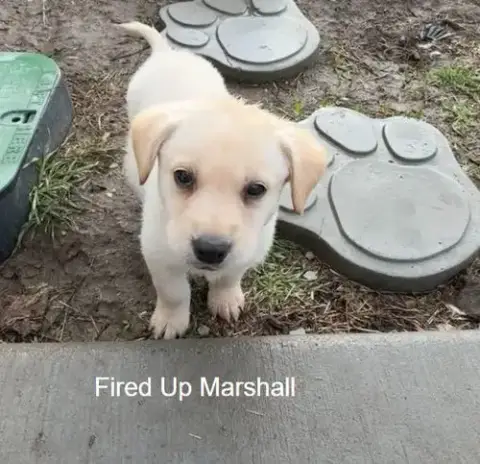 Fired Up Marshall
