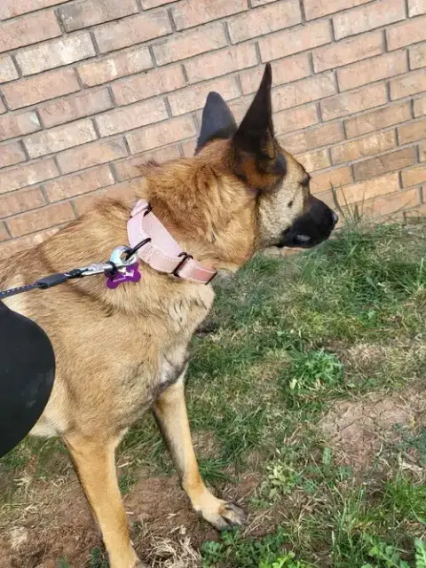 Roxanne Located In New Mexico photo 4