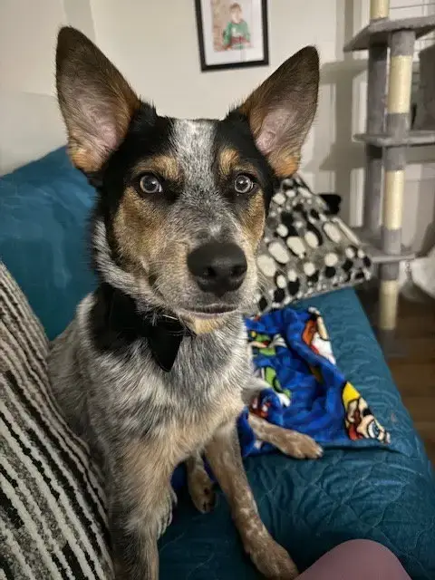 Banjo photo 2