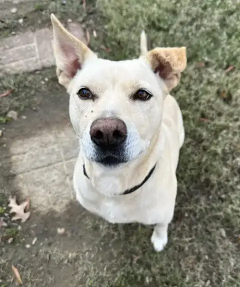 Leia