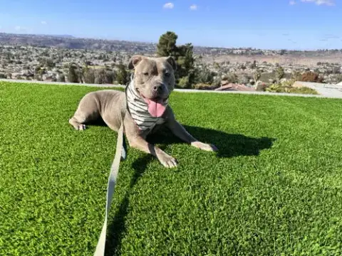 Gracie photo 3