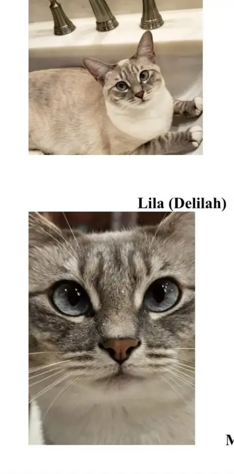 Zcl-C-Miniandlila photo 3