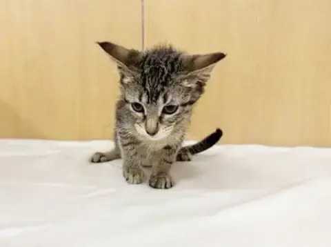 Nova