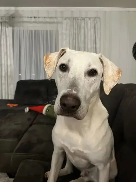 Boe