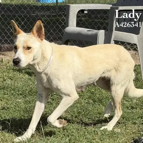 Lady