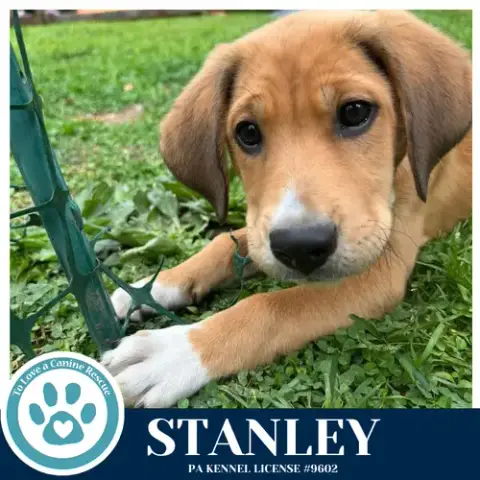 Stanley photo 3