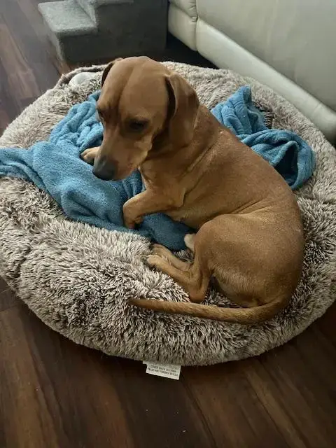Odie photo 2