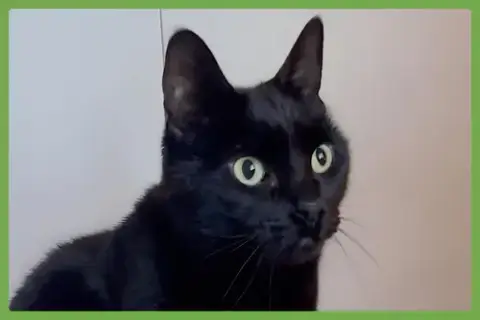Sawyer