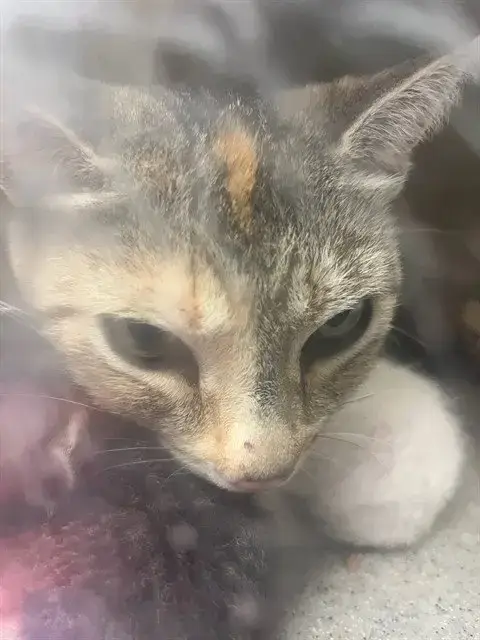Tilly