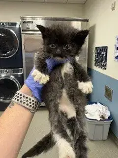 Tortilla