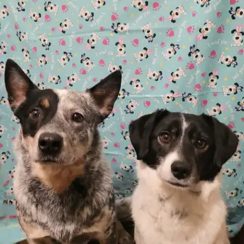 Teddy & Lisa Bonded Pair