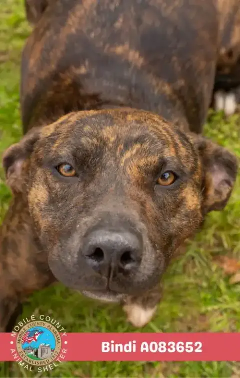 Bindi