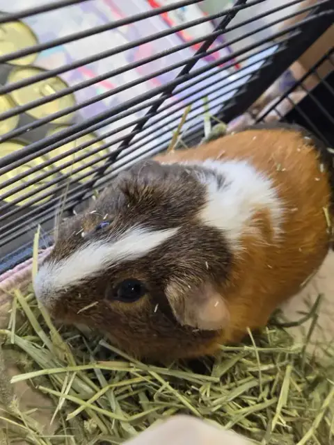 Cappy