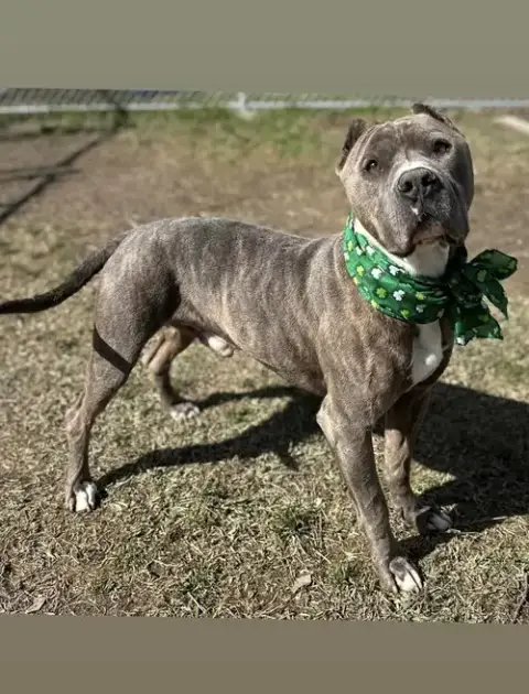 Mack photo 2