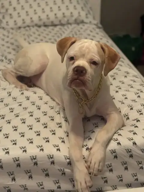 Chance