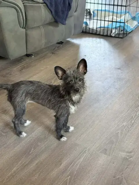 Penny