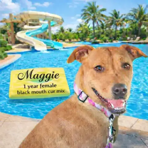 Maggie – 1 Year Black Mouth Cur Mix Female