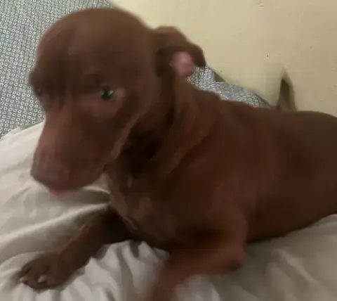 Brownie photo 2