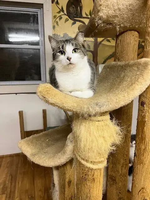 Tiki photo 2