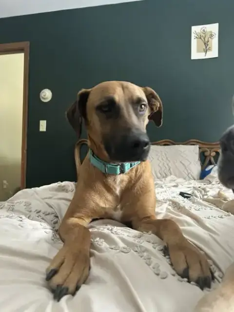 Samson
