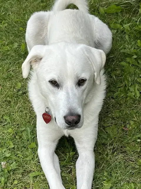 Savannah