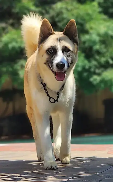 Hatchi photo 2