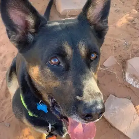 Pharaoh photo 2