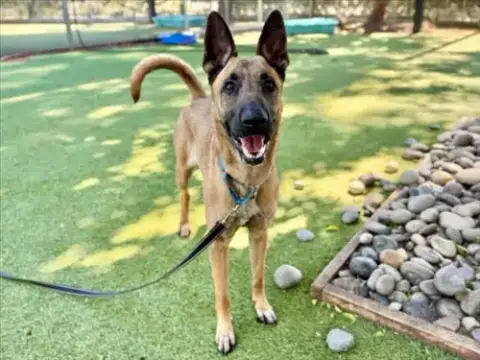 Brenda