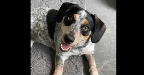 Stella ~