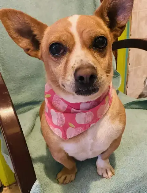 Chiquita