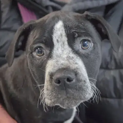 Tobi