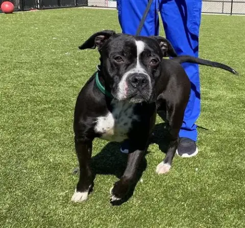 Tyson