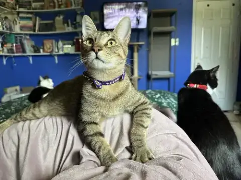 Hank photo 3