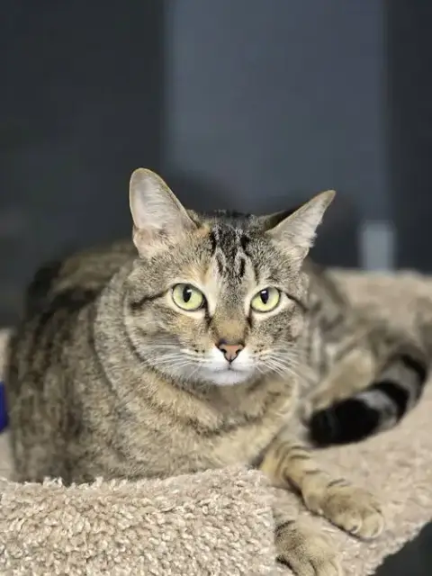 Dinah