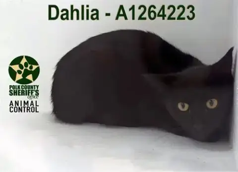 Dahlia