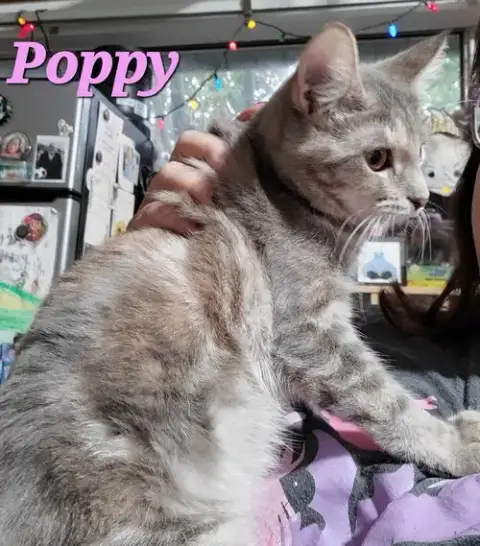 Poppy