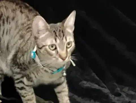Milo