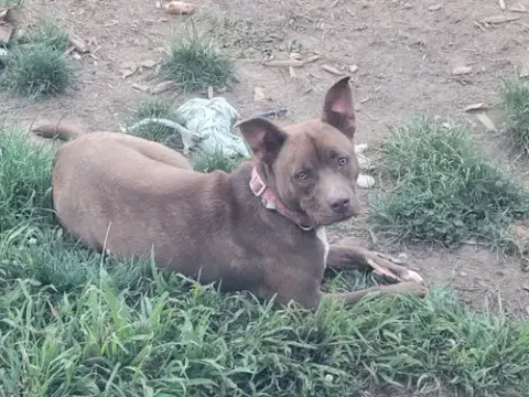 Mocha