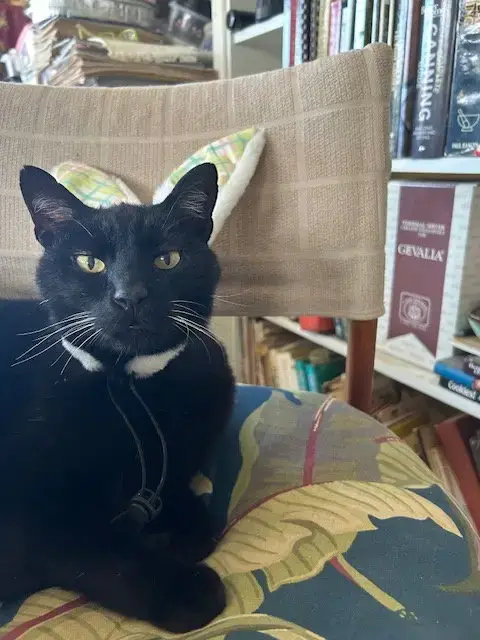 Panther photo 2